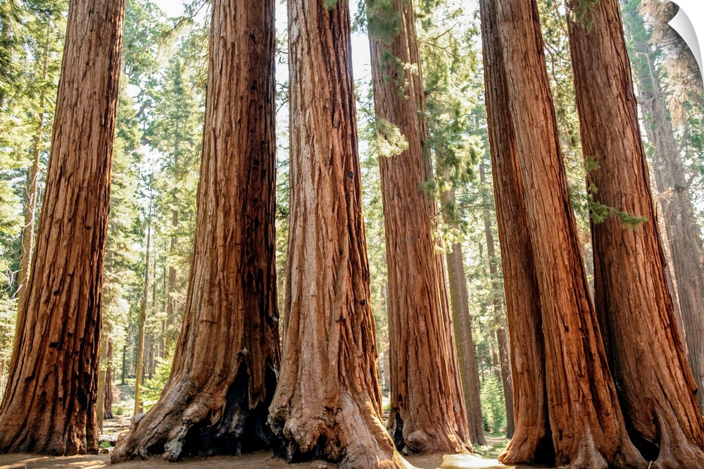 View of a group of Sequoia trees in Sequoia National Park, California.