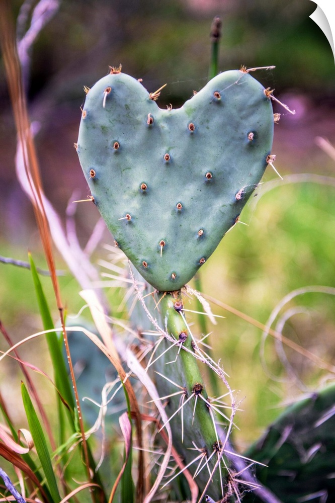 Heart-shaped cactus in Grand Canyon National Park, Arizona.