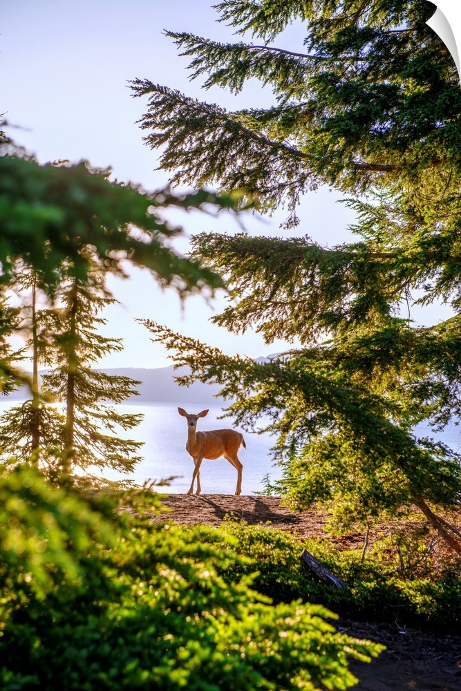 View of a lone deer at Crater Lake in Oregon.