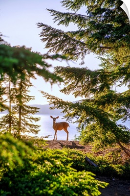 Hidden Deer, Crater Lake, Oregon
