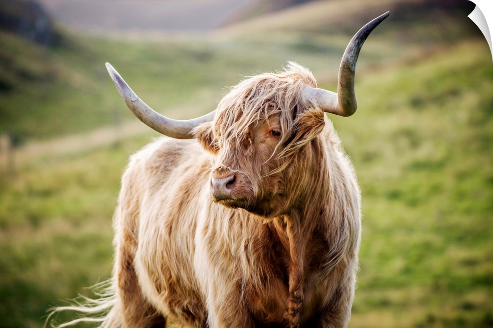 Photograph of a highland cow in the rolling hills of Scotland.