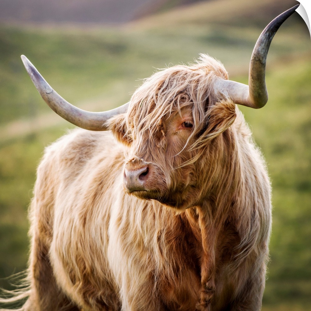 Square photograph of a highland cow in the rolling hills of Scotland.