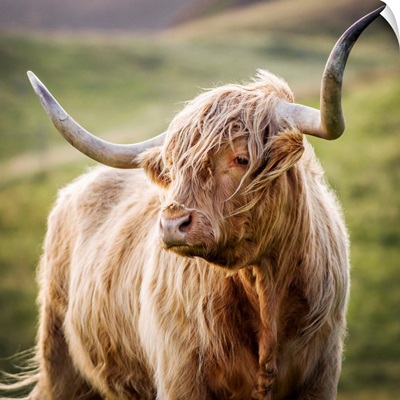 Highland Cow in Scotland - Square