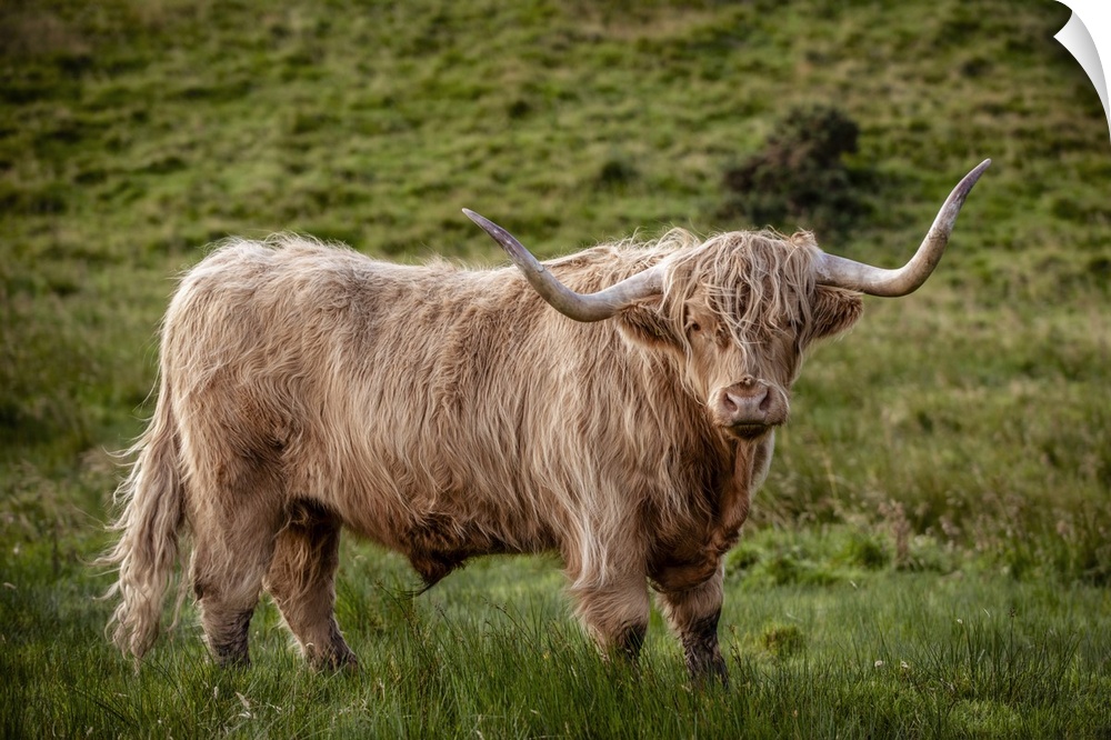 Photograph of a highland cow in the lush green grass of Scotland, UK.