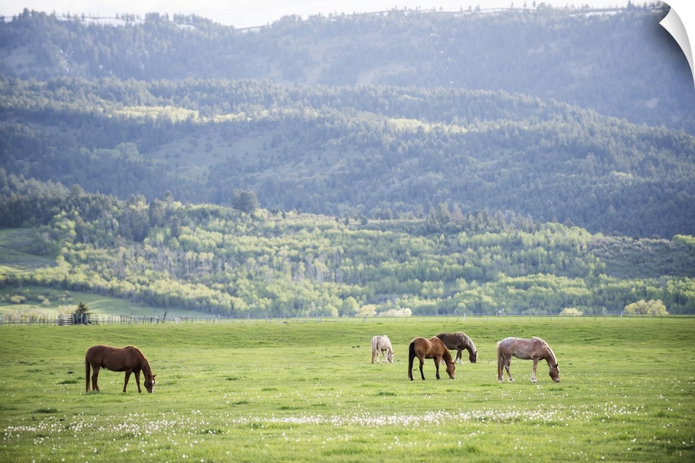 A herd of horses grazing in a pasture in Arches National Park, Utah.