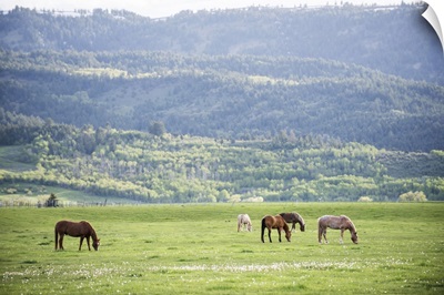 Horses grazing in a field in Arches National Park, Utah