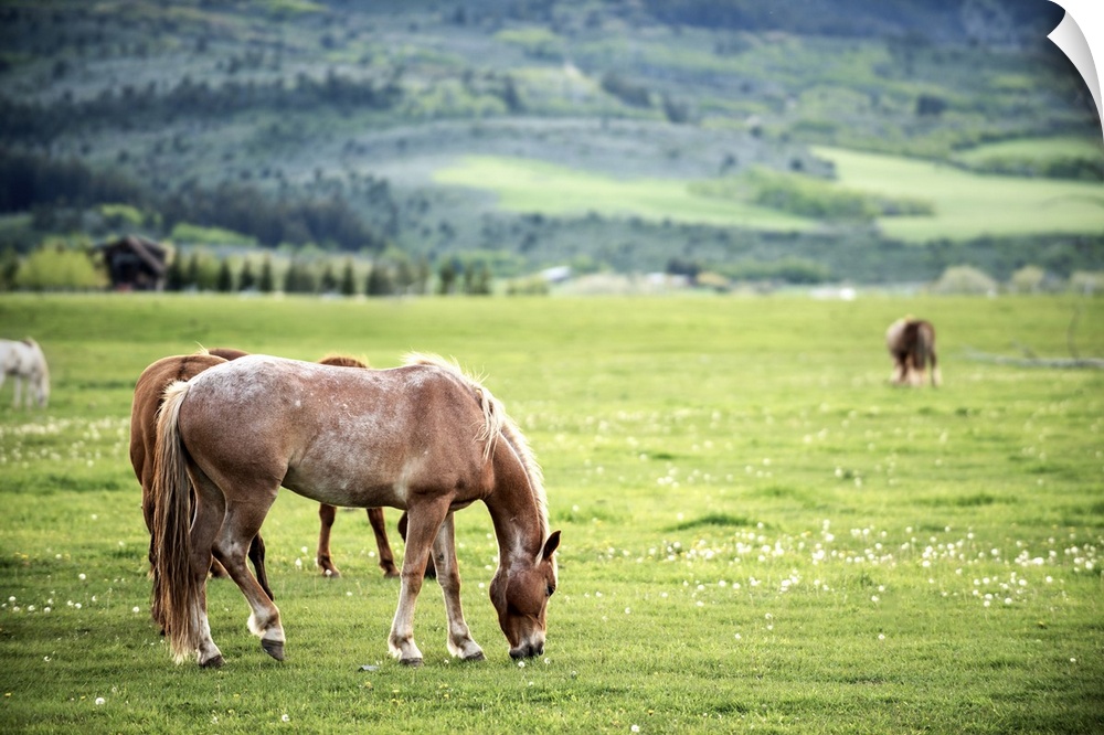 A herd of horses grazing in a pasture in Arches National Park, Utah.