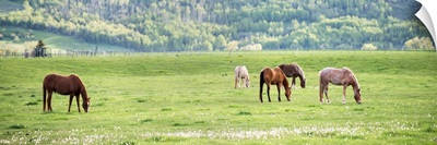 Horses grazing in a field in Arches National Park, Utah