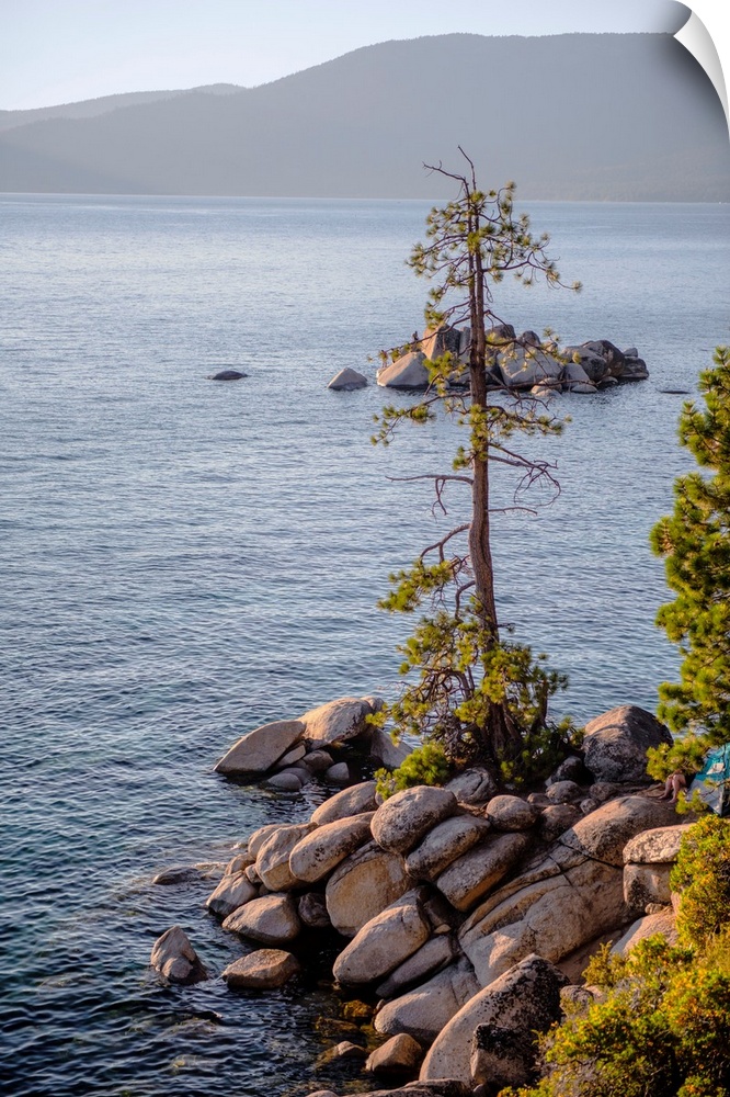 A lone tree has grown out of rocky shore at Lake Tahoe in California and Nevada.
