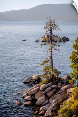 Jeffrey Pine, Lake Tahoe, California And Nevada