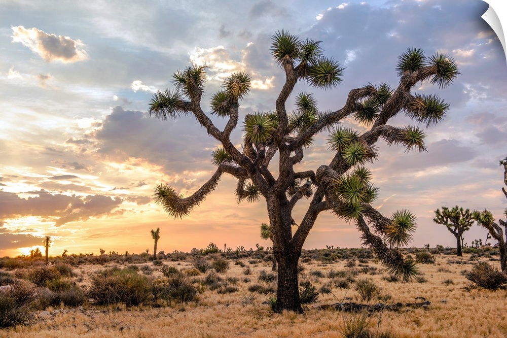 View of a large Joshua tree and desert vegetation after dawn in California.