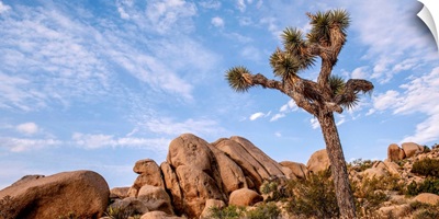 Joshua Tree And Desert Rocks, Joshua Tree National Park, California