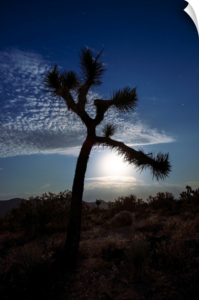 Photo of the moon rising over a hill in Joshua Tree National Park, California.