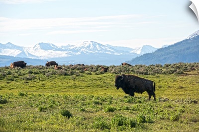 Lush Vista Of Bison Grazing With Rocky Mountains In View, Yellowstone National Park