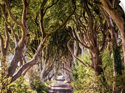 Majestic Tree Tunnel Road, Northern Ireland, UK