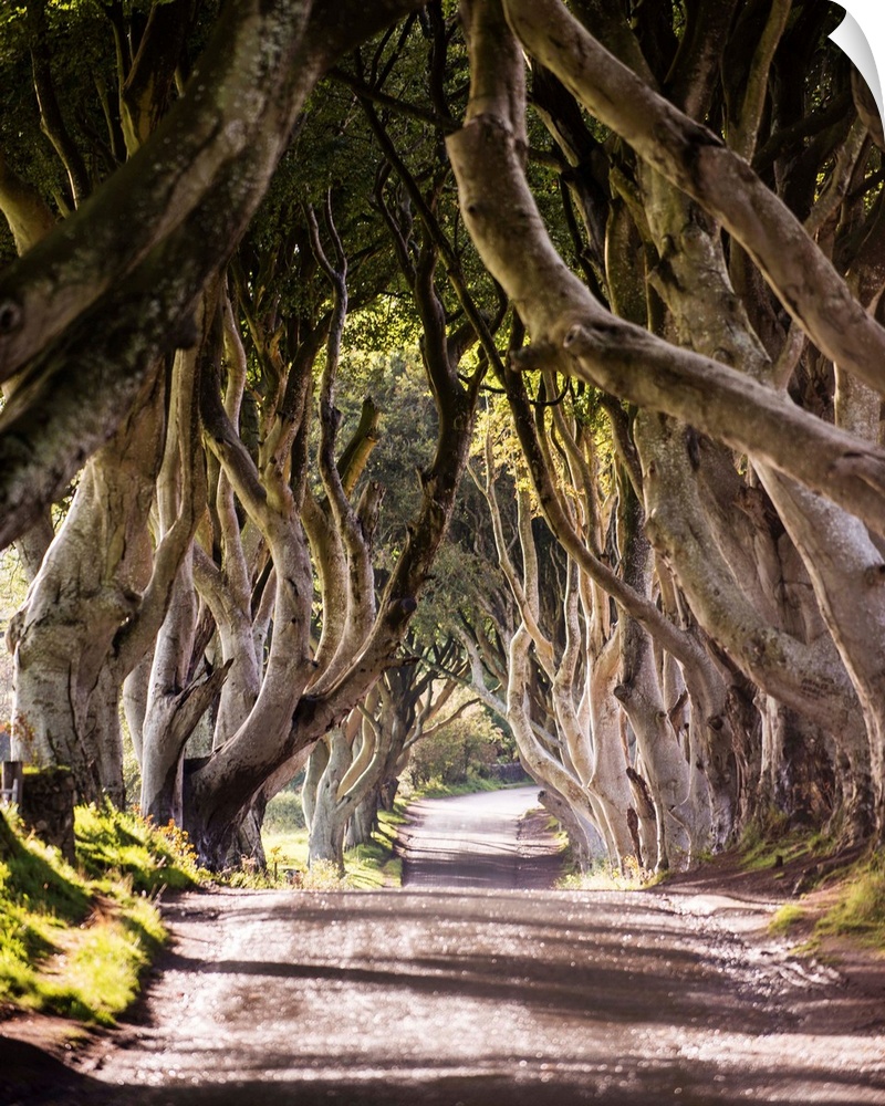 Photograph of a majestic tree tunnel down a road in Northern Ireland. This tree tunnel was seen in Game of Thrones Season ...
