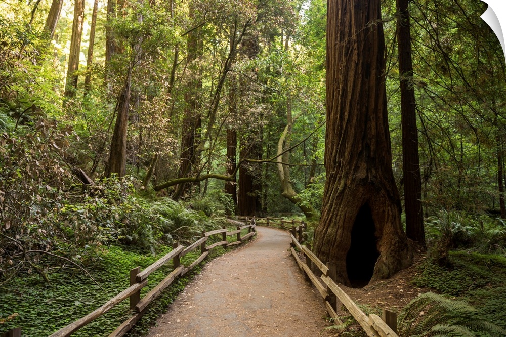 Landscape photograph inside Muir Woods in California's Golden Gate National Recreation Area.