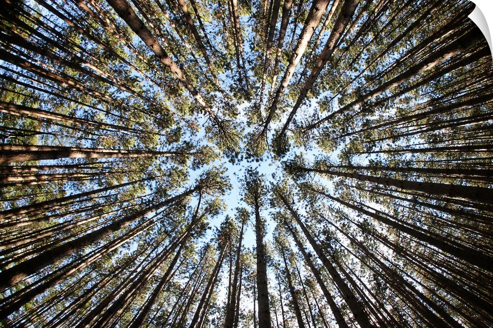 Photograph looking up to the sky in Oak Openings Metropark surrounded by pine trees.