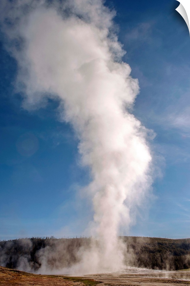 The famous geyser, Old Faithful erupts into a tower of steam at Yellowstone National Park.