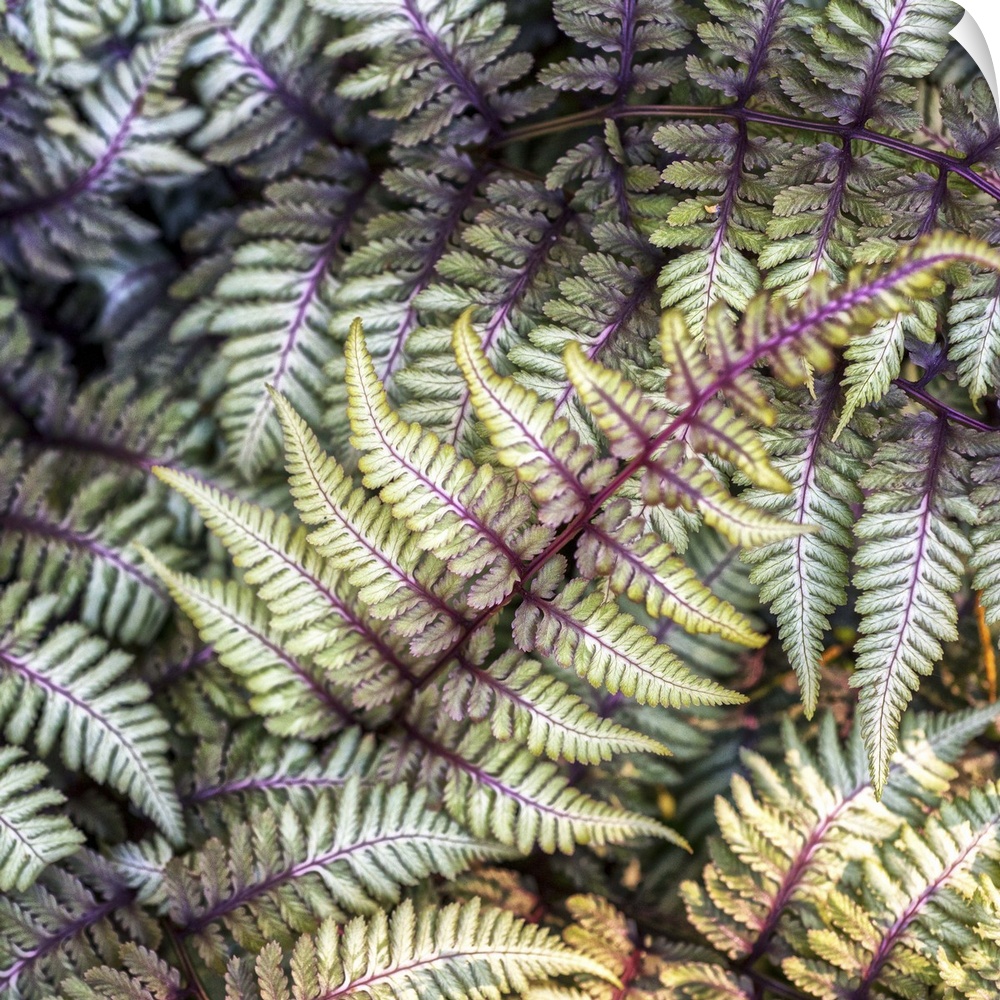 Curled green and pink fronds of a painted fern in Duke Gardens, Durham, NC.