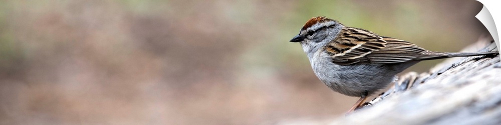 Panoramic photo of a Chipping Sparrow on a branch in Yellowstone National Park.