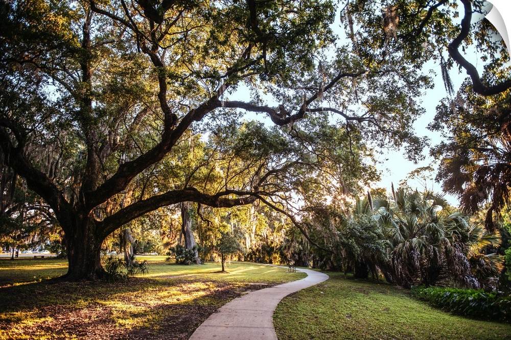 Old trees surround a walkway in a New Orleans park in Louisiana.