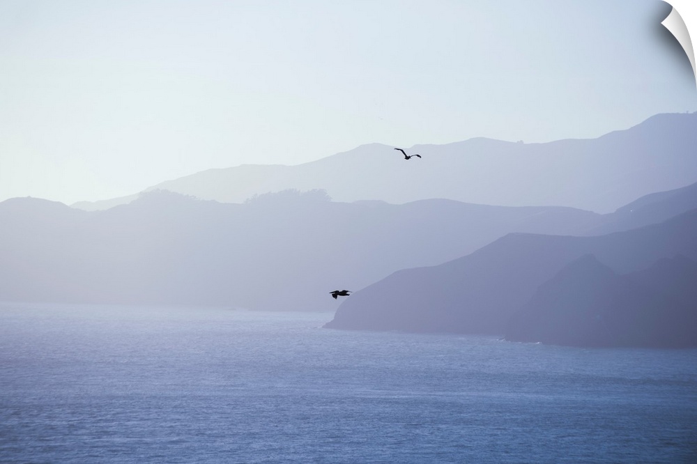 Pelicans drift through the air against shades of blue in San Francisco, California.