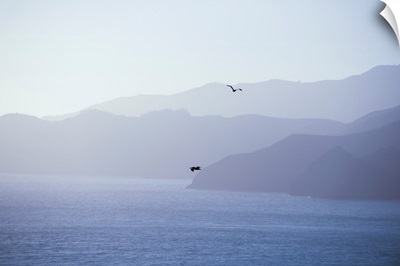 Pelicans Drift Through The Pacific Air, San Francisco