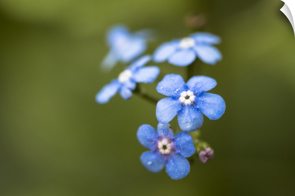 Close up photograph of blue Alpine Forget-Me-Not.