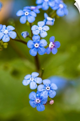 Photo Nature - Alpine Forget-Me-Not Family