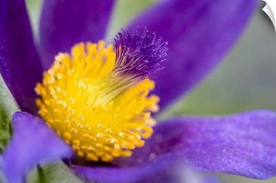 Photo Nature - Iris