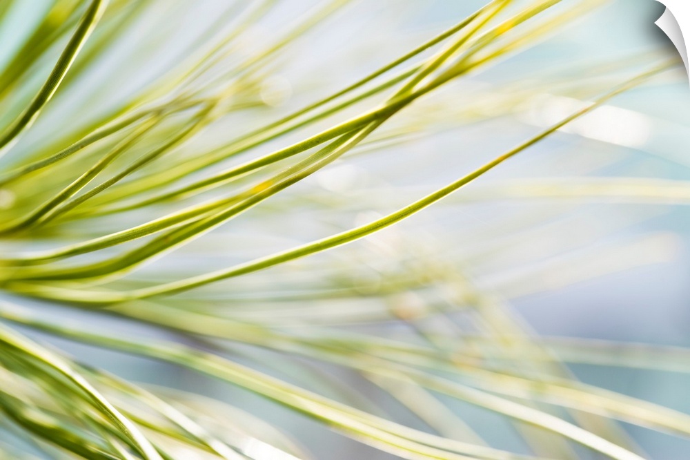 Close up photograph of pine leaves.