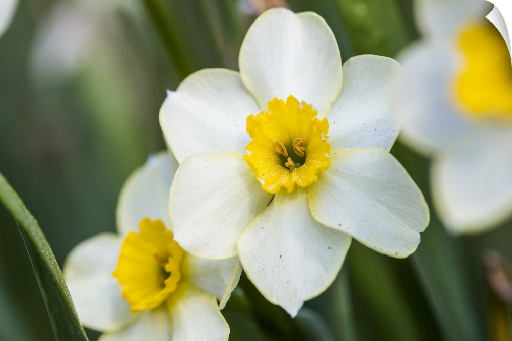 Close up photograph of Morning Daffodils blooms.