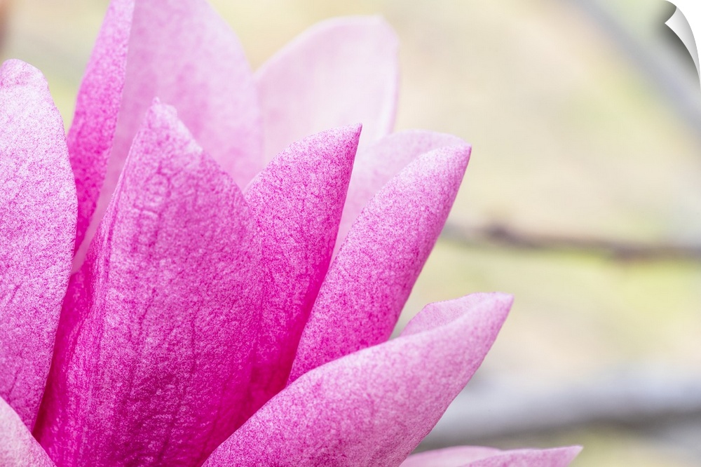 Close up photograph of pink petals on a flower.