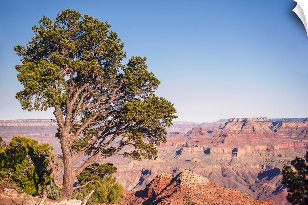 Pinyon pine at Grand Canyon National Park, Arizona.