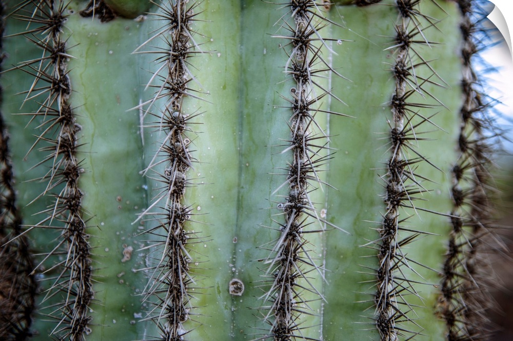 View of prickly cactus in Phoenix, Arizona.