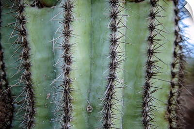 Prickly Cactus In Phoenix, Arizona