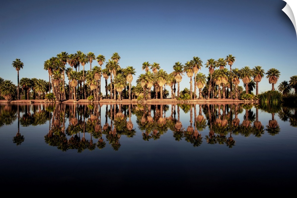 Reflection of palm trees on Papago Ponds in Papago Park, Phoenix, Arizona.