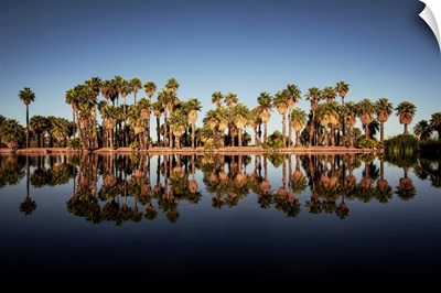 Reflection Of Palm Trees On Papago Ponds In Papago Park, Phoenix, Arizona