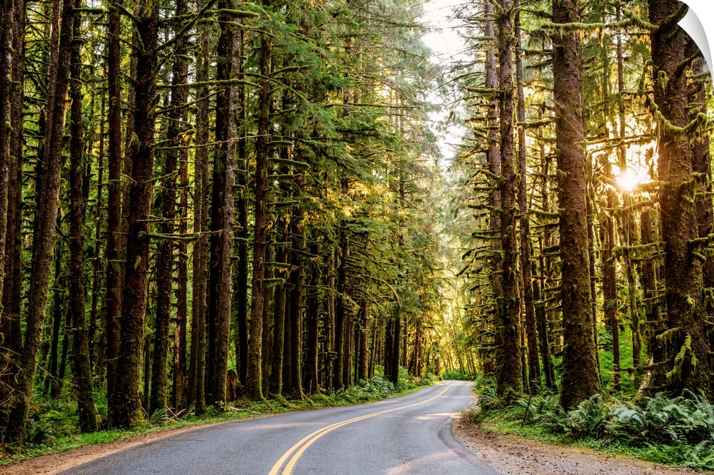 View of a road that runs through Olympic National Park's wilderness in Washington.