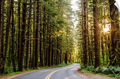 Road In Olympic National Park, Washington