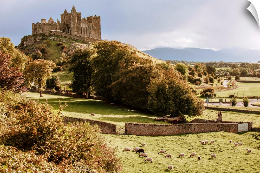 Distant photograph of the Rock of Cashel located in Cashel, County Tipperary, Ireland, with a field of sheep grazing in th...