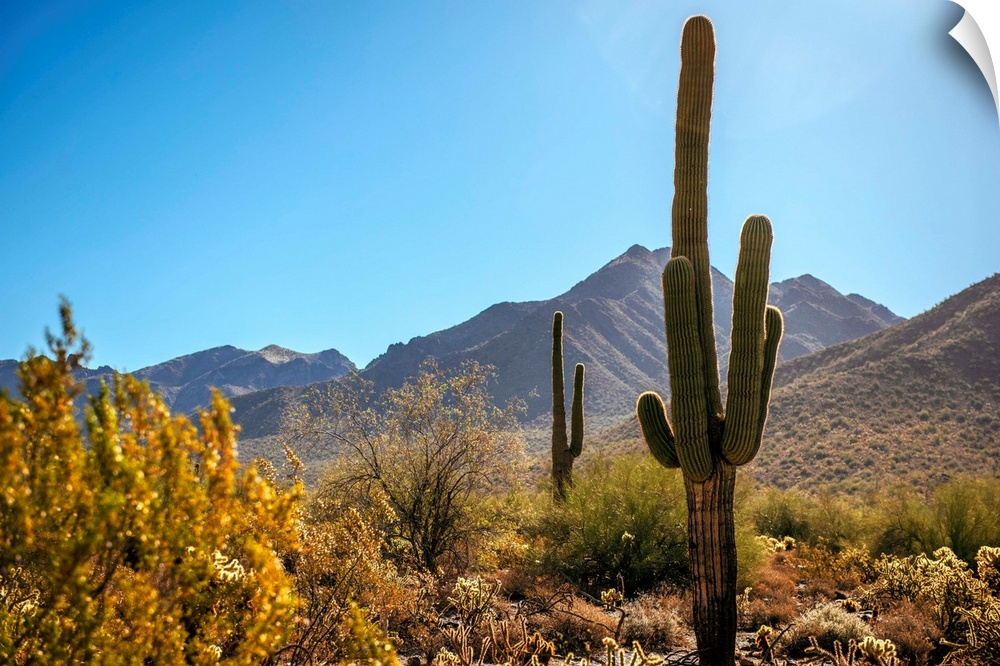 View of Saguaro cactus in Phoenix, Arizona.
