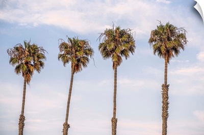 San Diego Palm Trees, California
