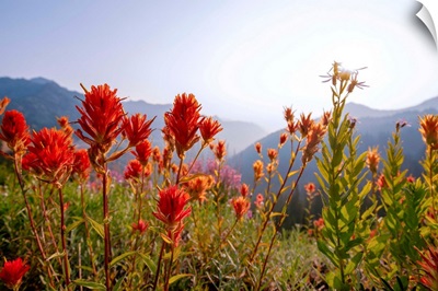 Scarlet Paintbrush, Mount Rainier National Park, Washington