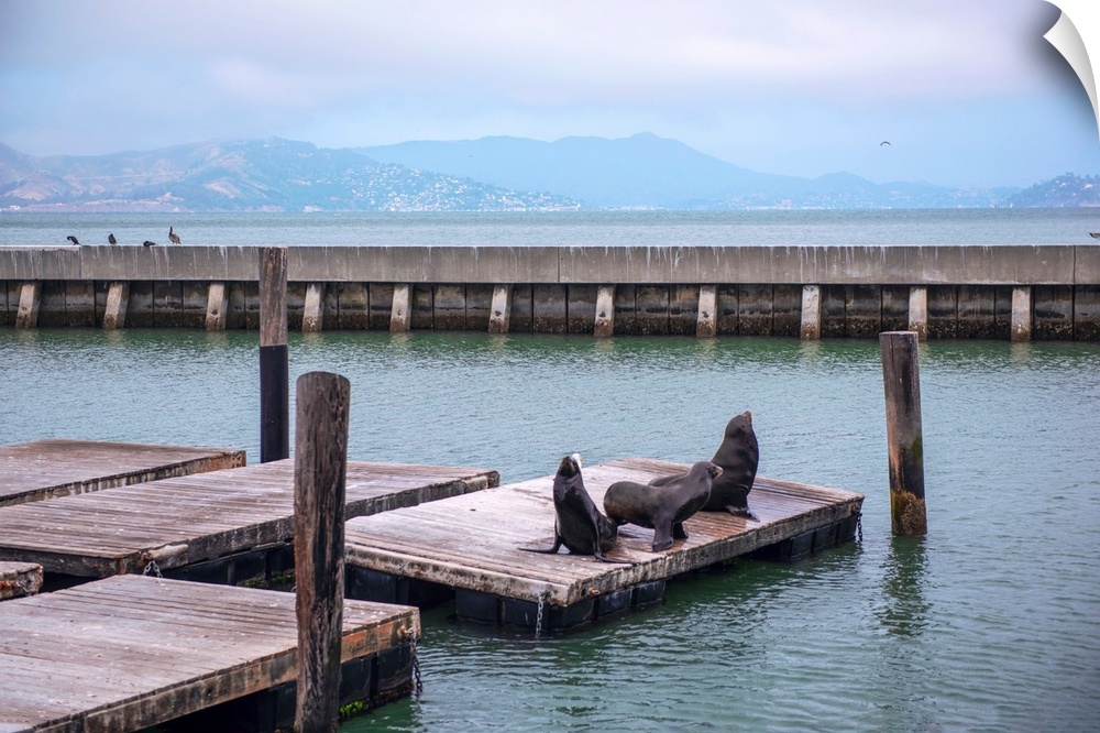 Sea lions have been gathering on Pier 39 in San Francisco since the 1990's. It began shortly after the Loma Prieta earthqu...