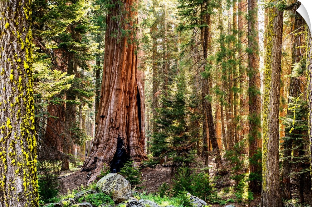 View of Sequoia trees in Sequoia National Park, California.
