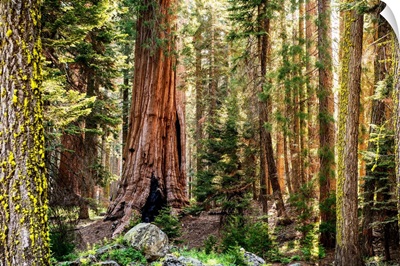 Sequoia Forest, Sequoia National Park, California