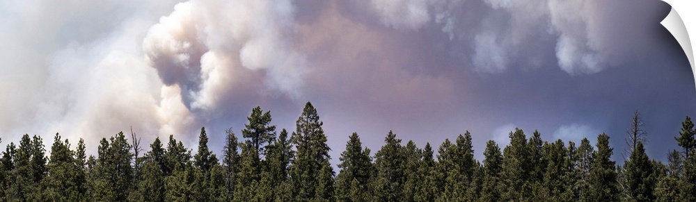 The sky over a line of pine trees fills with dark smoke from the Brian Head forest fire in Utah.