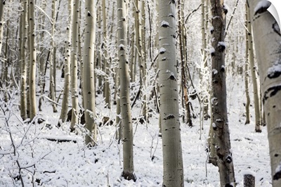 Snowy birch trees in a forest, Aspen, Colorado